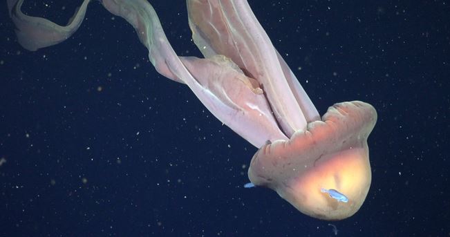 Captan una rara medusa fantasma de 11 metros en la costa de Argentina