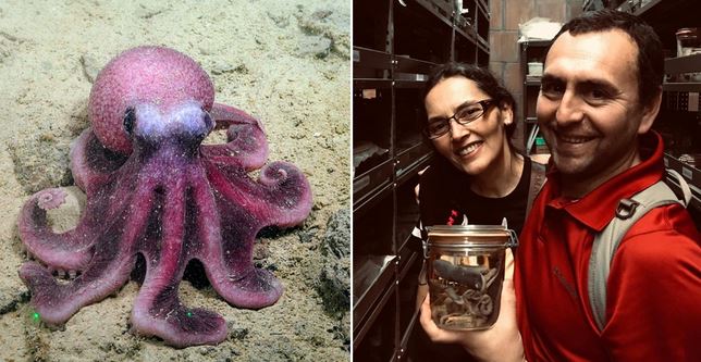 Científicos chilenos descubren nueva especie de pulpo que amplía la biodiversidad del Océano Pacífico