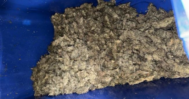 Operativo municipal de limpieza en Punta Arenas termina con 8 kilos de marihuana decomisados