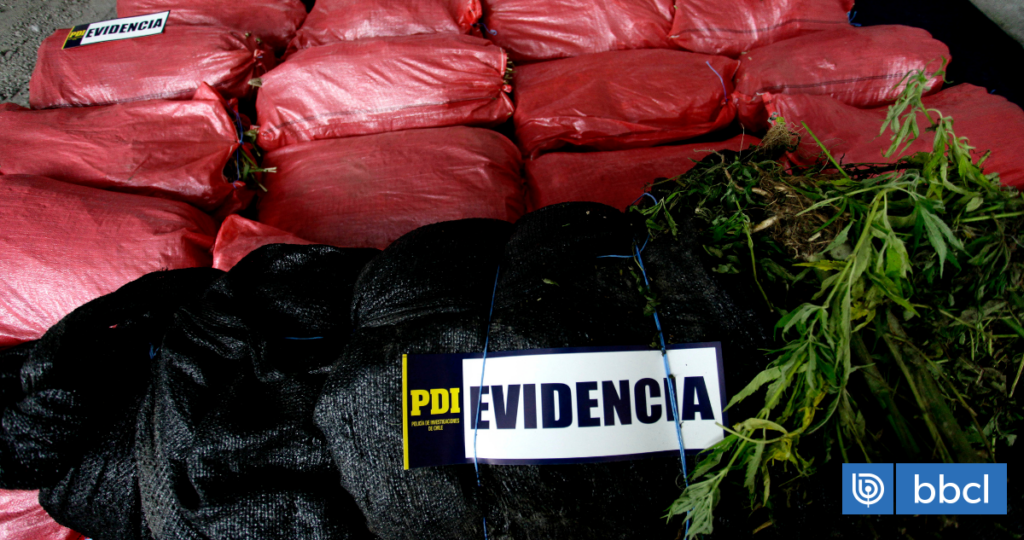 Decomisan 460 kilos de marihuana y 6.700 plantas en la región de Coquimbo