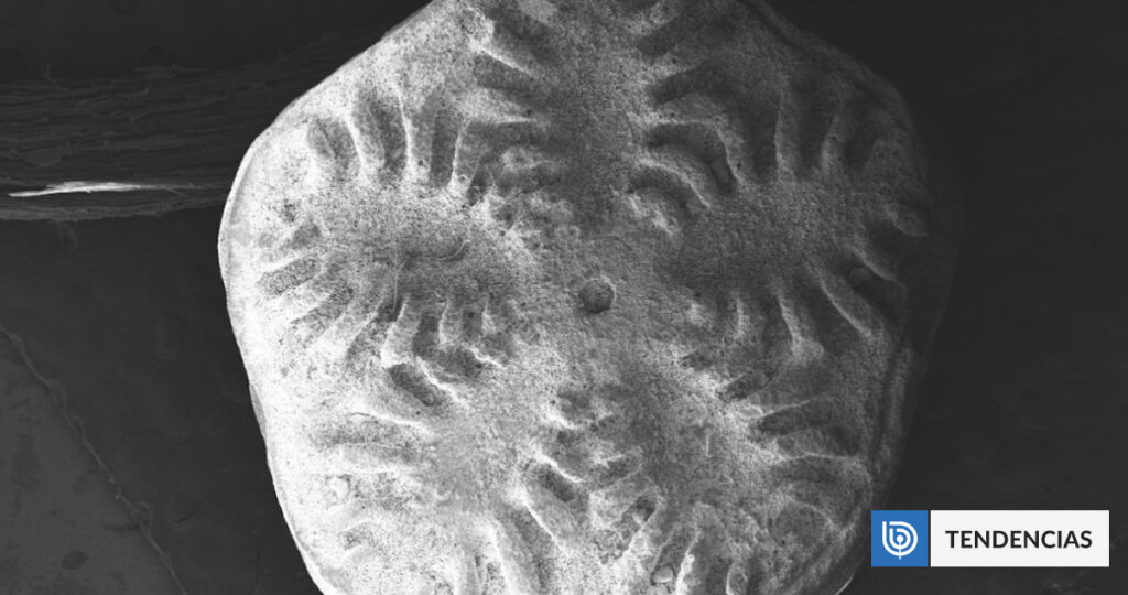 Fósiles revelan misterio de especie de la Antártica que sobrevivió a la extinción de los dinosaurios