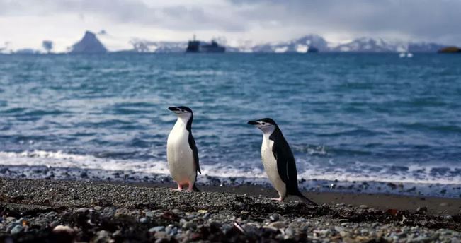 Científicos detectan por primera vez microplásticos en la Antártica