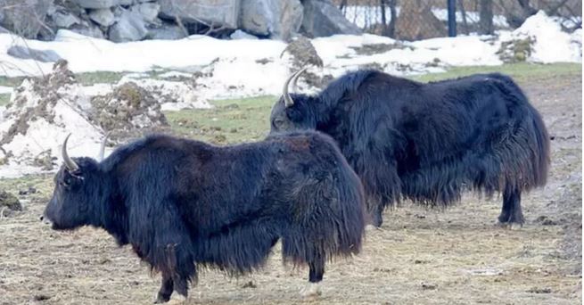 Mutación genética de los yaks podría ayudar a reparar el daño nervioso de la esclerosis múltiple