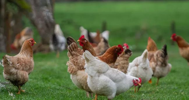 Declaran Alerta Preventiva en La Araucanía por caso de influenza aviar detectado en Renaico