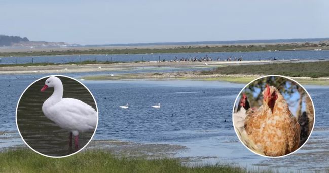 Caso de influenza aviar en aves silvestres por ahora no implica cierre de mercados en Chile, según SAG