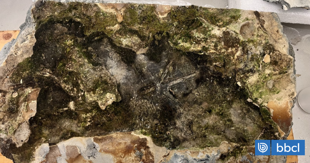 Hito en la ciencia: hallan fósil en Osorno con huellas de animales que tendrían más de 100 mil años | Nacional