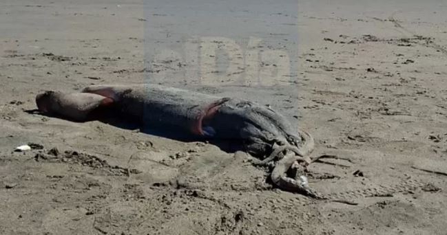 La Serena: Encuentran jibia gigante varada en Avenida del Mar