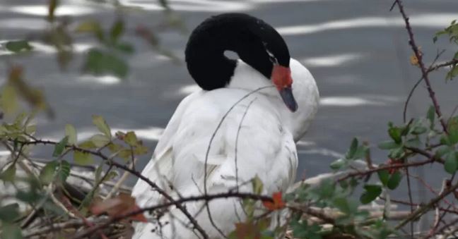 SAG confirma caso de gripe aviar H5N1 en Los Ríos: fue hallado en un cisne de cuello negro