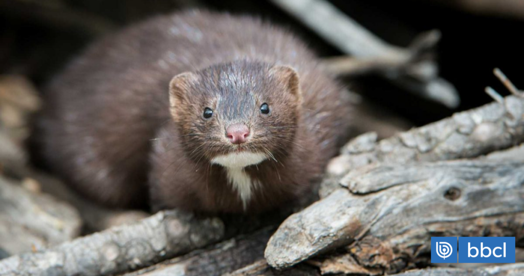 Sin depredadores y prácticamente imposible de erradicar: así avanza el visón americano en Chile