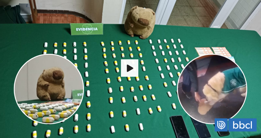 Perro del OS7 detecta capibara de peluche y a 2 mujeres con ovoides en su interior: 145 en total