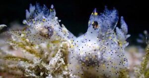 Descubren una nueva especie marina más pequeña que un grano de arroz