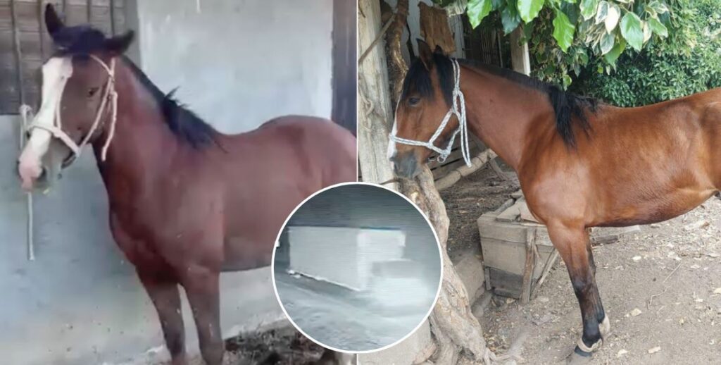 Hubo toda una operación: auditor denuncia robo de 12 caballos en Molina
