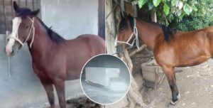 Hubo toda una operación: auditor denuncia robo de 12 caballos en Molina
