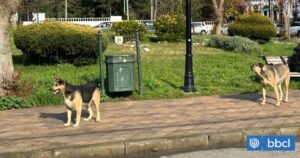 Denuncian ataques de jauría de perros en cercanías de Parque Isidora Cousiño en Lota