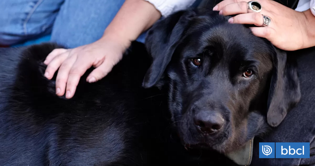 Investigan envenenamiento masivo de perros en Porvenir: sujeto habría lanzado alimentos contaminados