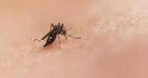 Por qué Google planes liberar más de 30 millones de mosquitos en EEUU