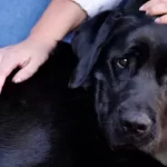 Investigan envenenamiento masivo de perros en Porvenir: sujeto habría lanzado alimentos contaminados