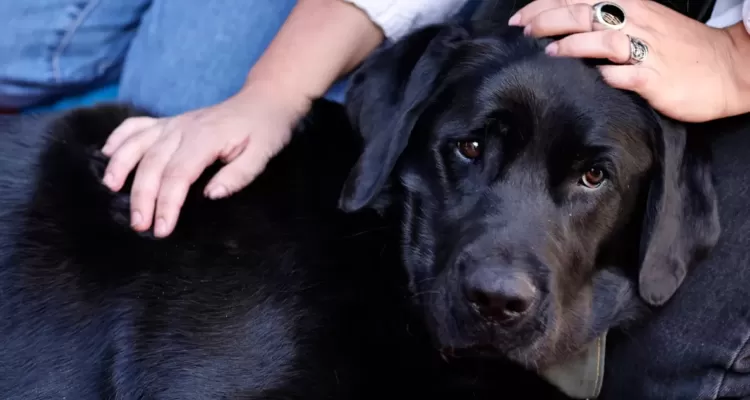 Investigan envenenamiento masivo de perros en Porvenir: sujeto habría lanzado alimentos contaminados