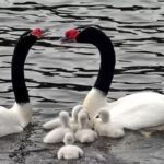 SAG de Los Ríos confirma disminución en mortalidad de aves por gripe aviar: han muerto 200 cisnes