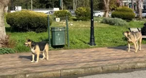 Denuncian ataques de jauría de perros en cercanías de Parque Isidora Cousiño en Lota