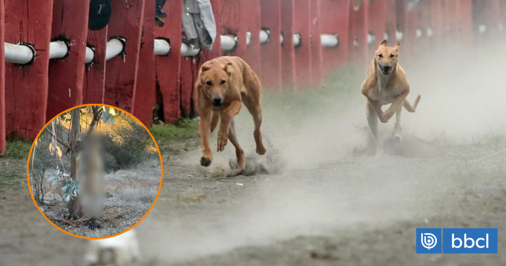 Hallan a perro galgo ahorcado en un árbol: denuncian brutal caso de maltrato animal en Marchigüe