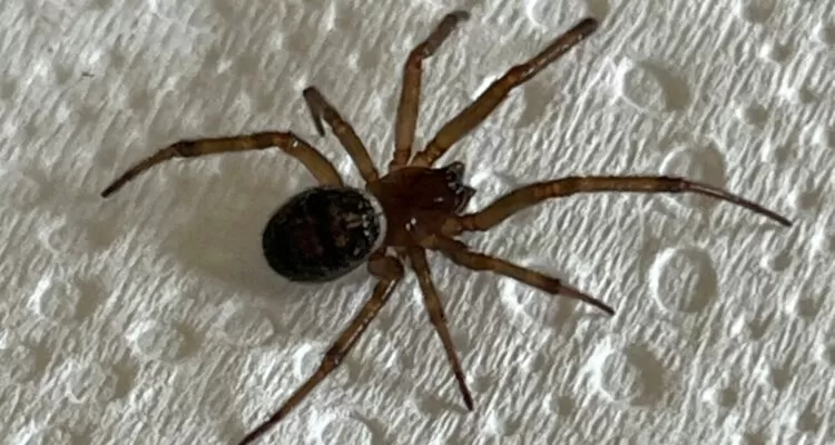 Confirman por primera vez hallazgo de araña de rincón chilena en Portugal