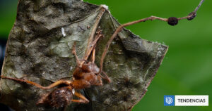 Descubren 6 hongos Cordyceps que convierten a hormigas en “zombis”