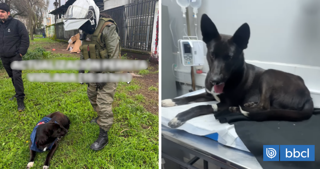 Detienen a sujeto por presunta zoofilia en cercanías del Hospital de Concepción: animal estaría grave