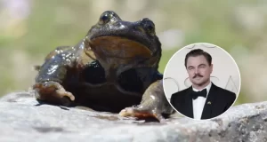 Cómo Leonardo DiCaprio llegó a sumarse a la campaña para salvar a la ranita del Pehuenche en Chile | Ciencia y Tecnología