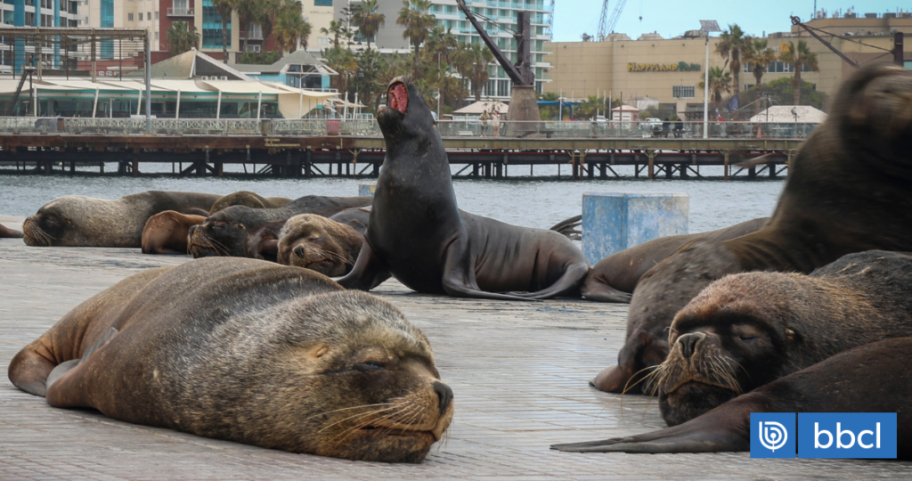 Valparaíso: hombre termina herido tras ser mordido por lobo marino en Caleta Portales