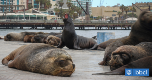 Valparaíso: hombre termina herido tras ser mordido por lobo marino en Caleta Portales
