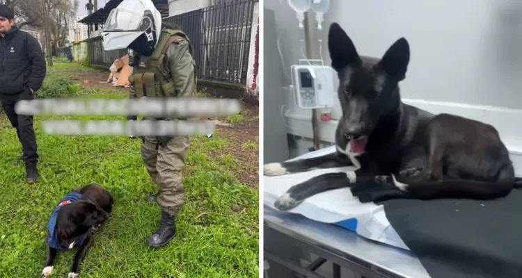 Detienen a sujeto por presunta zoofilia en cercanías del Hospital de Concepción: animal estaría grave