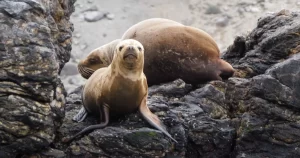 Cientos de lobos marinos están varando en las costas de Chile por El Niño