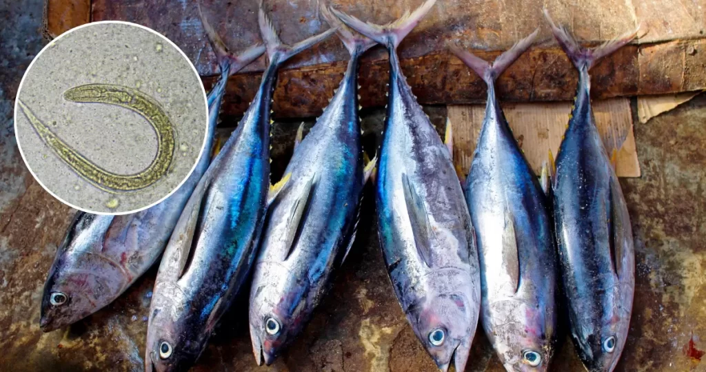 Científicos brasileños ponen bajo la lupa el atún: revisaron lote y un 96% tenía gusanos | Ciencia y Tecnología