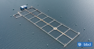 Detectan brote de virus ISA en centro de cultivo de Salmones Camanchaca en región de Aysén