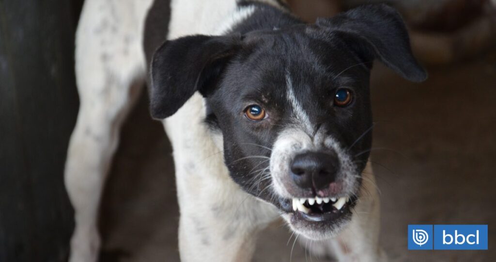 Encuentran a hombre muerto en Quillón: investigan posible ataque de perros