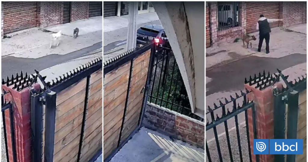 Perro muere baleado por carabinero en Ovalle y familia cuestiona versión de presunto ataque