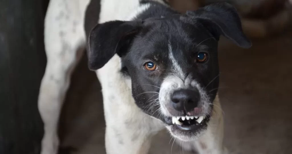 Encuentran a hombre muerto en Quillón: investigan posible ataque de perros