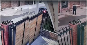 Perro muere baleado por carabinero en Ovalle y familia cuestiona versión de presunto ataque