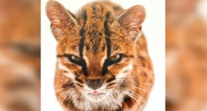 Juraban que era su mascota y resultó ser especie totalmente desconocida