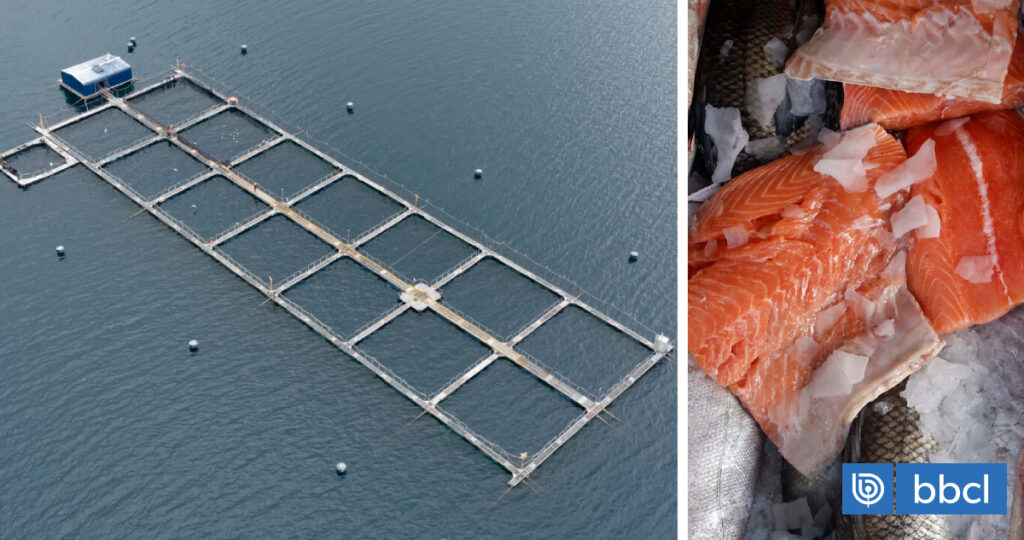 Más de 120 chefs de todo el mundo rechazan ofrecer salmón de criadero e industria chilena responde | Economía